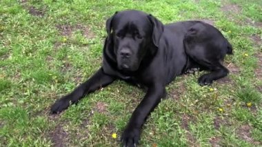 Siyah büyük köpek Kana Corse çitin yakınında oturur ve mesafe içine bakar. Baston Corso - bir soy ağacı ile üreme köpek.