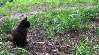 Çimenlerin üstündeki kara kedi. Yavru kedi çimenlerin üzerinde oturur ve etrafa bakar..