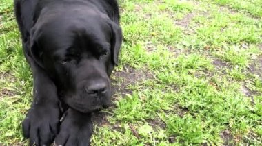 Siyah büyük köpek Kana Corse çitin yakınında oturur ve mesafe içine bakar. Baston Corso - bir soy ağacı ile üreme köpek.