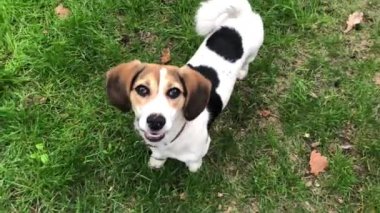 Köpek Jack Russell Terrier yeşil çimenlikte. Bahçede oynayan küçük köpek. Mutlu bir hayvan. Video görüntüleri.