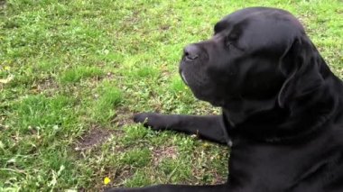 Siyah büyük köpek Kana Corse çitin yakınında oturur ve mesafe içine bakar. Baston Corso - bir soy ağacı ile üreme köpek.