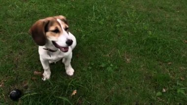 Köpek Jack Russell Terrier yeşil çimenlikte. Bahçede oynayan küçük köpek. Mutlu bir hayvan. Video görüntüleri.