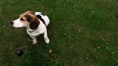 Köpek Jack Russell Terrier yeşil çimenlikte. Bahçede oynayan küçük köpek. Mutlu bir hayvan. Video görüntüleri.