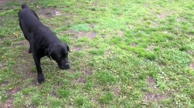 Siyah büyük köpek Kana Corse çitin yakınında oturur ve mesafe içine bakar. Baston Corso - bir soy ağacı ile üreme köpek.