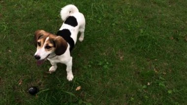 Köpek Jack Russell Terrier yeşil çimenlikte. Bahçede oynayan küçük köpek. Mutlu bir hayvan. Video görüntüleri.