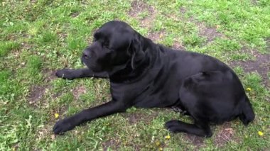 Siyah büyük köpek Kana Corse çitin yakınında oturur ve mesafe içine bakar. Baston Corso - bir soy ağacı ile üreme köpek.