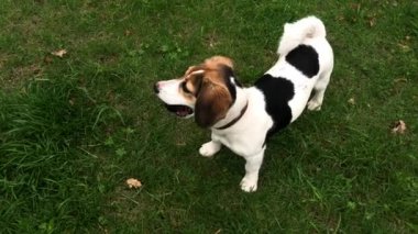 Köpek Jack Russell Terrier yeşil çimenlikte. Bahçede oynayan küçük köpek. Mutlu bir hayvan. Video görüntüleri.