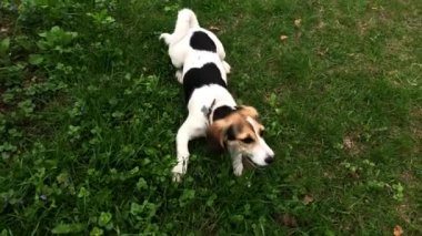 Köpek Jack Russell Terrier yeşil çimenlikte. Bahçede oynayan küçük köpek. Mutlu bir hayvan. Video görüntüleri.