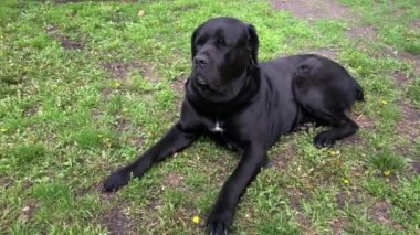Siyah büyük köpek Kana Corse çitin yakınında oturur ve mesafe içine bakar. Baston Corso - bir soy ağacı ile üreme köpek.