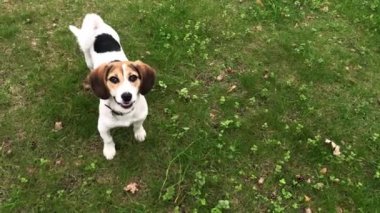 Köpek Jack Russell Terrier yeşil çimenlikte. Bahçede oynayan küçük köpek. Mutlu bir hayvan. Video görüntüleri.