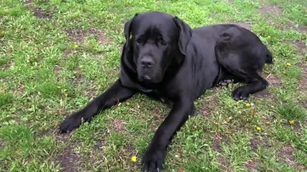 Gran Perro Negro Kana Corse Sienta Cerca Cerca Mira Distancia — Vídeos de Stock