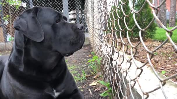 Czarny Duży Pies Kana Corse Siedzi Pobliżu Ogrodzenia Patrzy Oddali — Wideo stockowe
