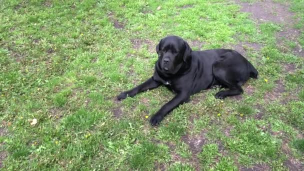 Black Big Dog Kana Corse Senta Perto Cerca Olha Para — Vídeo de Stock