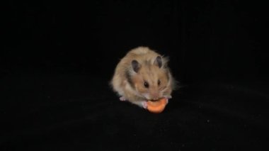 Hamster havuç yer. Siyah arka planda.