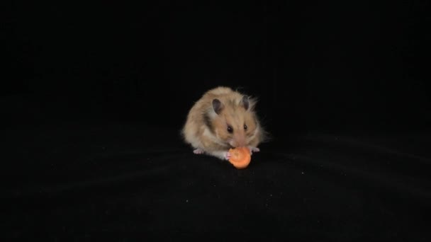 Mange Des Carottes Sur Fond Noir — Video