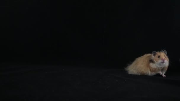 Fluffiga Hamster Svart Bakgrund — Stockvideo