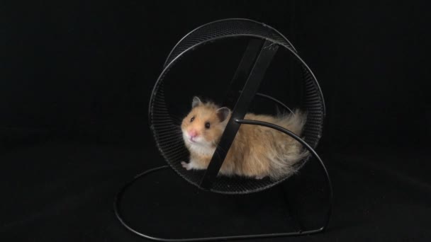 Hamster Draait Het Wiel Een Zwarte Achtergrond — Stockvideo
