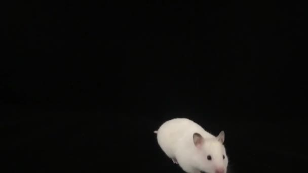 Weißer Hamster Auf Schwarzem Hintergrund — Stockvideo