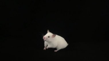 Siyah arka planda beyaz hamster. - Görüntü
