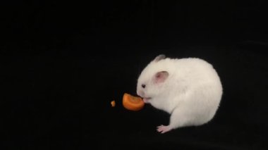 Hamster havuç yer. Siyah arka planda.