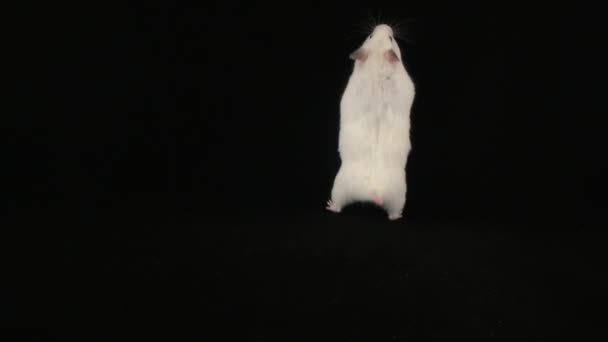 Vit Hamster Svart Bakgrund Bild — Stockvideo