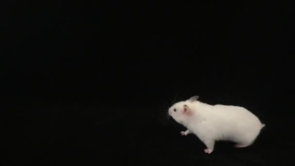 Weißer Hamster Auf Schwarzem Hintergrund Bild — Stockvideo