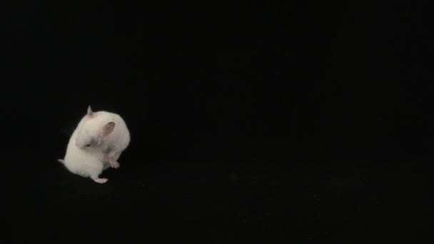 Fehér Hörcsög Fekete Háttérrel Kép — Stock videók