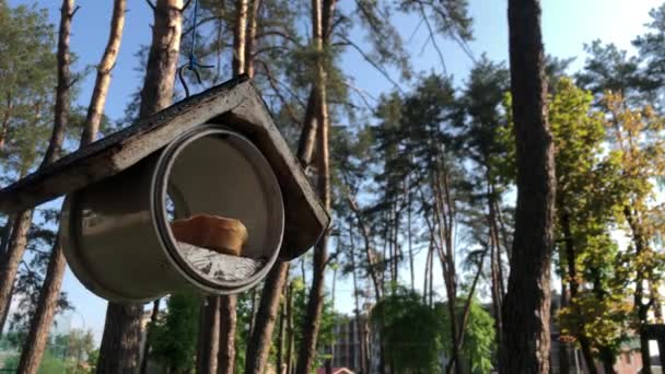 公园里树上的鸟楼 鸟喂食者挂在树上 — 图库视频影像