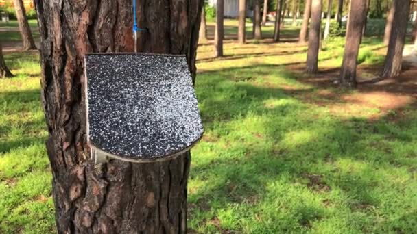 Birdhouse Sur Arbre Dans Parc Mangeoire Oiseaux Accrochée Arbre — Video