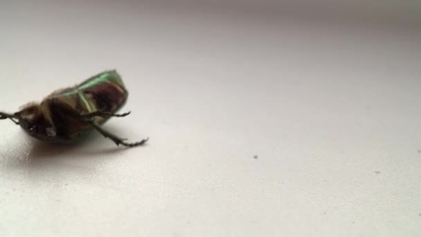 Green Beetle Close Shiny Shell Beetle Lies Its Back Moving — Stock Video