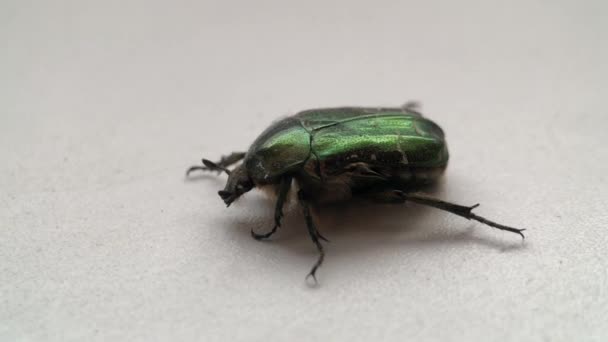 Coléoptère Vert Gros Plan Avec Une Coquille Brillante Coléoptère Rampant — Video