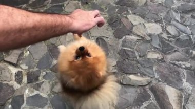 Köpek 
