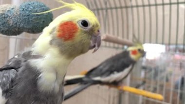 Kafesteki papağan. Kuş lensin önünde poz veriyor. Kafeste iki papağan var.