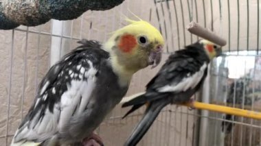 Kafesteki papağan. Kuş lensin önünde poz veriyor. Kafeste iki papağan var.