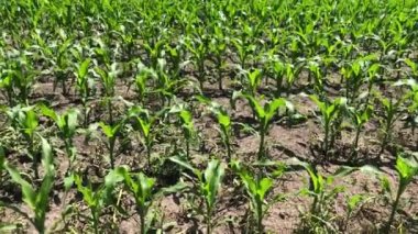 Genç mısırYetiştirilen alan. Mavi gökyüzüne karşı yeşil tarım arazisi.