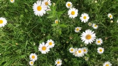 Papatya yeşil çim arka planda büyüyor. Beyaz kır çiçekleri rüzgarda kıpırdatıyor.