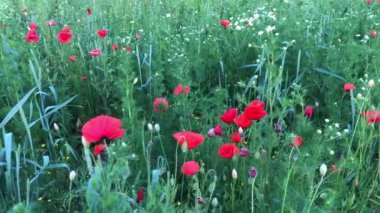 Ormandaki yeşil çimenlikte kır çiçekleri. Çok renkli çiçekler çimler arasında büyür.
