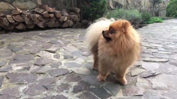 Chien Spitz Poméranien Petit Chien Moelleux Sur Fond Une Allée — Video