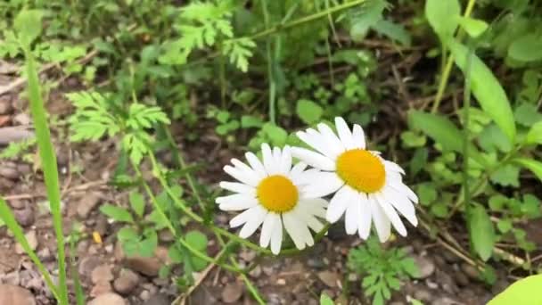Χαμομήλι Αναπτύσσεται Στο Φόντο Του Πράσινου Χόρτου Άσπρα Λουλούδια Αναδεύεται — Αρχείο Βίντεο