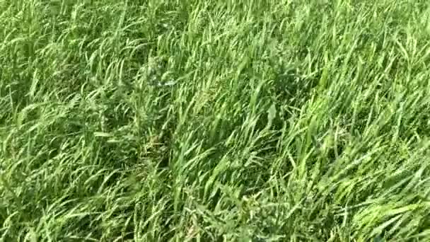 Hohes Gras Wiegt Sich Wind Grüne Landschaft Auf Dem Land — Stockvideo