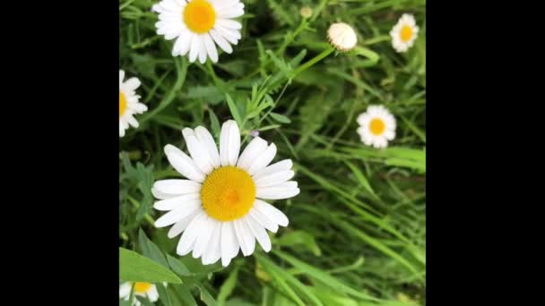 Kamille Vokser Baggrund Grønt Græs Hvide Vilde Blomster Rører Vinden – Stock-video