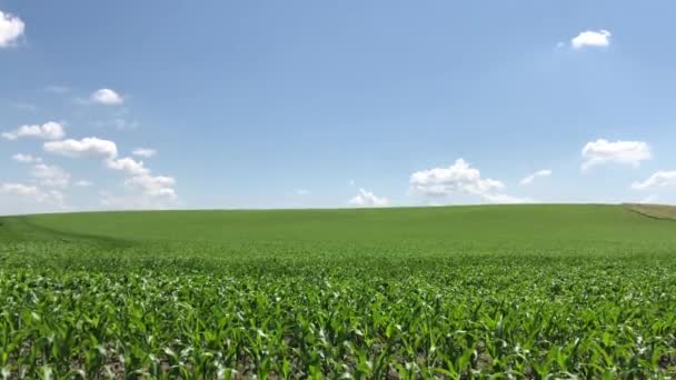 Поле Якому Вирощується Молода Кукурудза Зелений Сільськогосподарський Пейзаж Тлі Блакитного — стокове відео