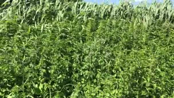 Grandes herbes se balançant dans le vent. Paysage vert à la campagne .