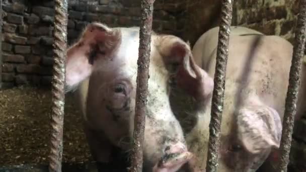 Dwie Świnie Pigsty Białe Brudne Prosiąt Kratkami Pojęcie Hodowli Zwierząt — Wideo stockowe