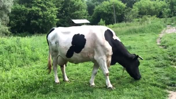 Uma Vaca Come Erva Num Pasto Verde Vaca Preta Branca — Vídeo de Stock