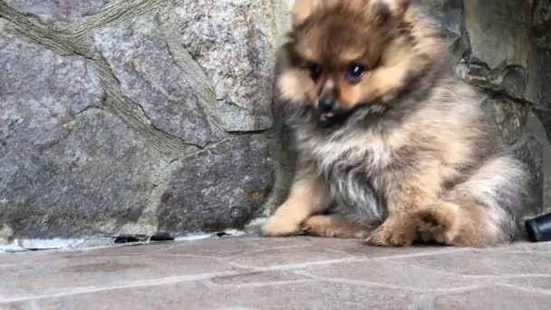 Hund Pommersche Spitz Hof Der Nähe Des Hauses Sitzt Ein — Stockvideo