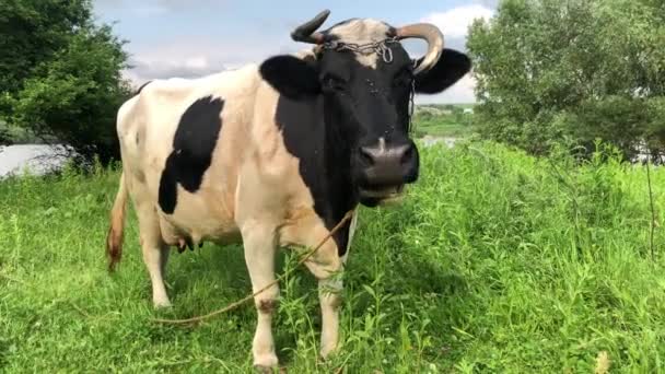 Une vache mange de l'herbe dans un pâturage vert. Vache noire et blanche avec une corne tordue dans la prairie .
