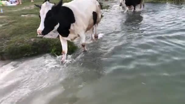 水やり場の牛が ビーチに水を飲みに来ました その動物は水から湖の岸まで走っている キエフ地域 ゴレニチ村 2019年6月15日 — ストック動画