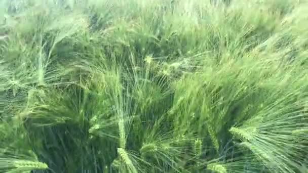 尖峰在风中摇摆 自然光绿麦田 — 图库视频影像