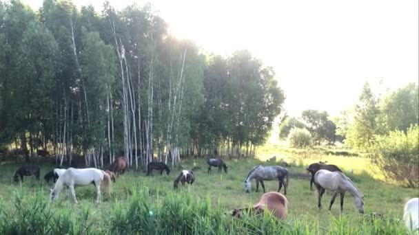 Cavalos Pastam Campo Verde Manada Cavalos Caminha Prado Através Grama — Vídeo de Stock